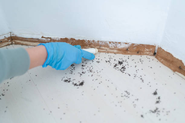 Best Pest Exclusion Services  in Sun Lakes, AZ